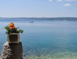 a plant in a pot on a rock overlooking a body of water
