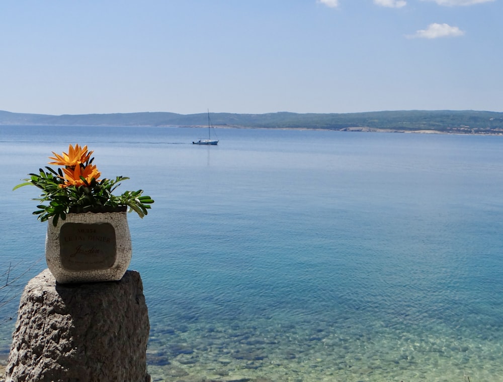 a plant in a pot on a rock overlooking a body of water