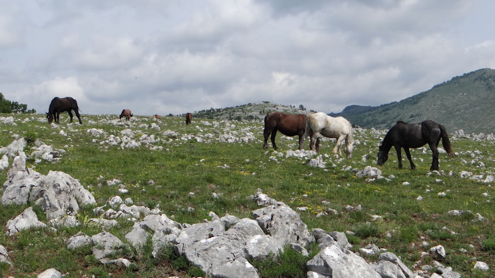 horses grazing on a hill