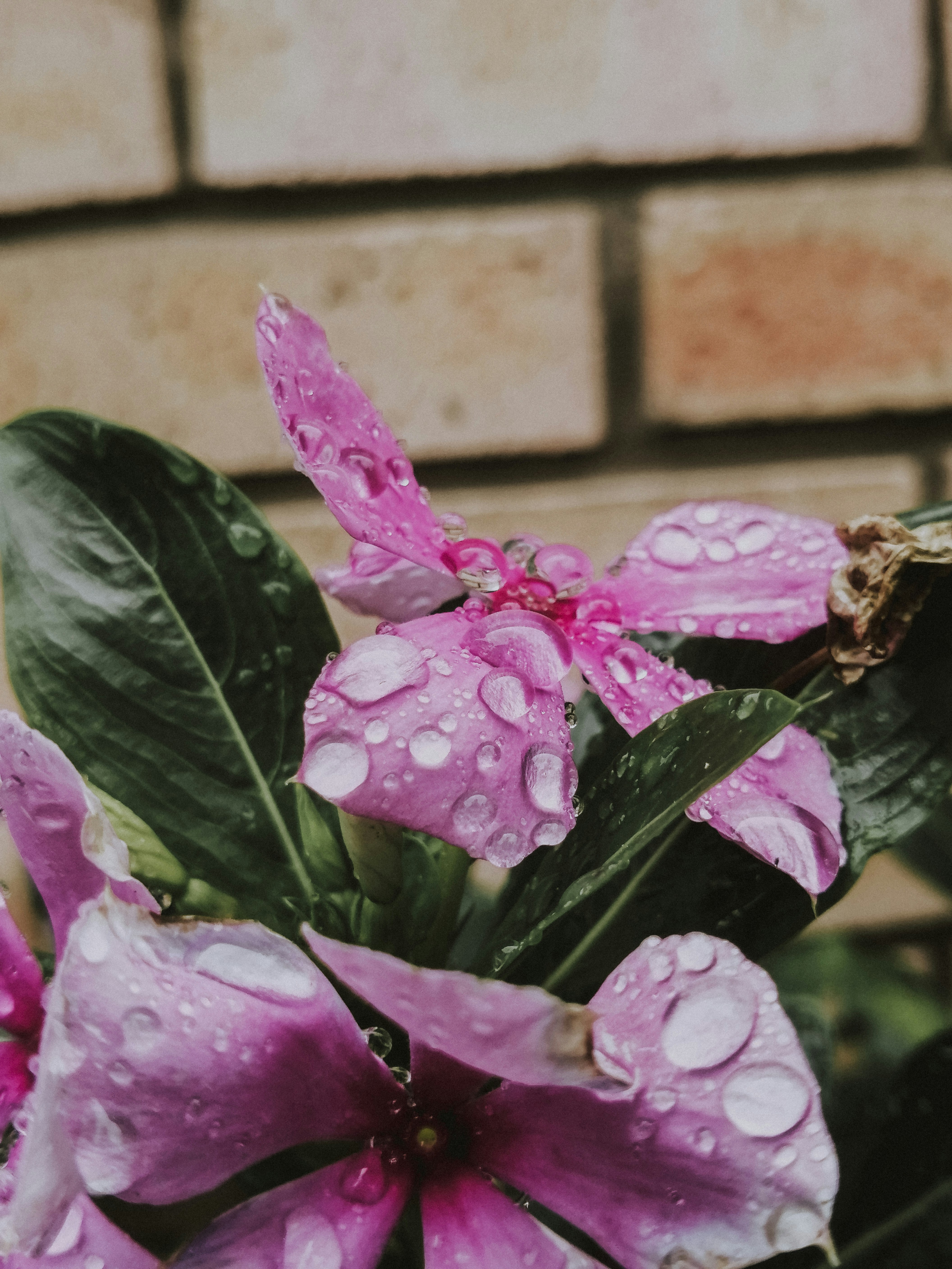 a group of purple flowers