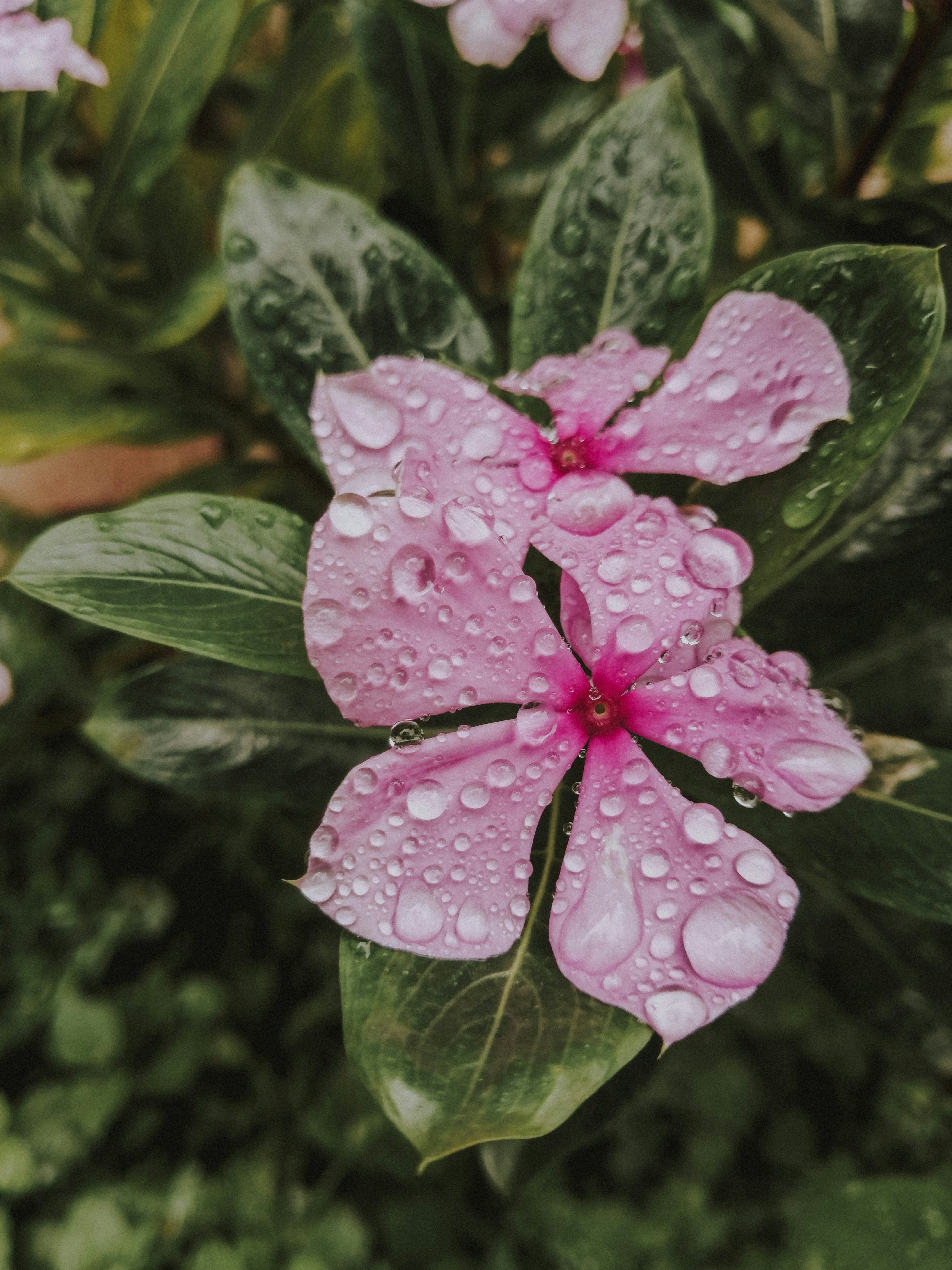 a close up of a flower