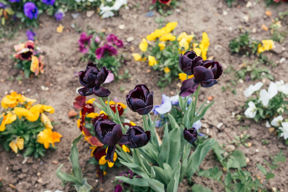 a close-up of some flowers