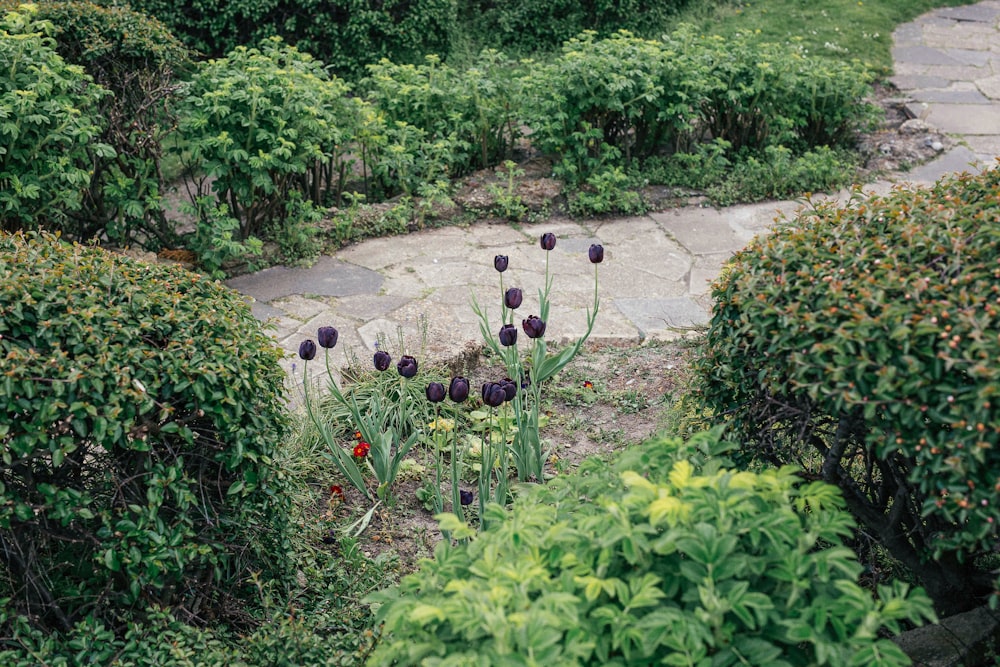 um jardim com plantas e flores