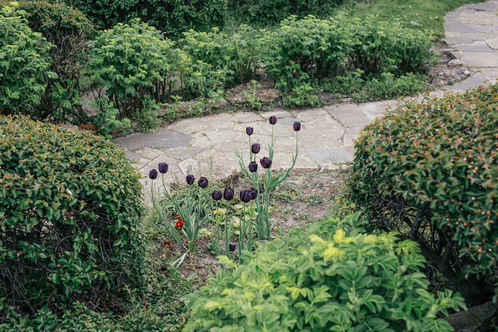 un jardin avec des plantes et des fleurs