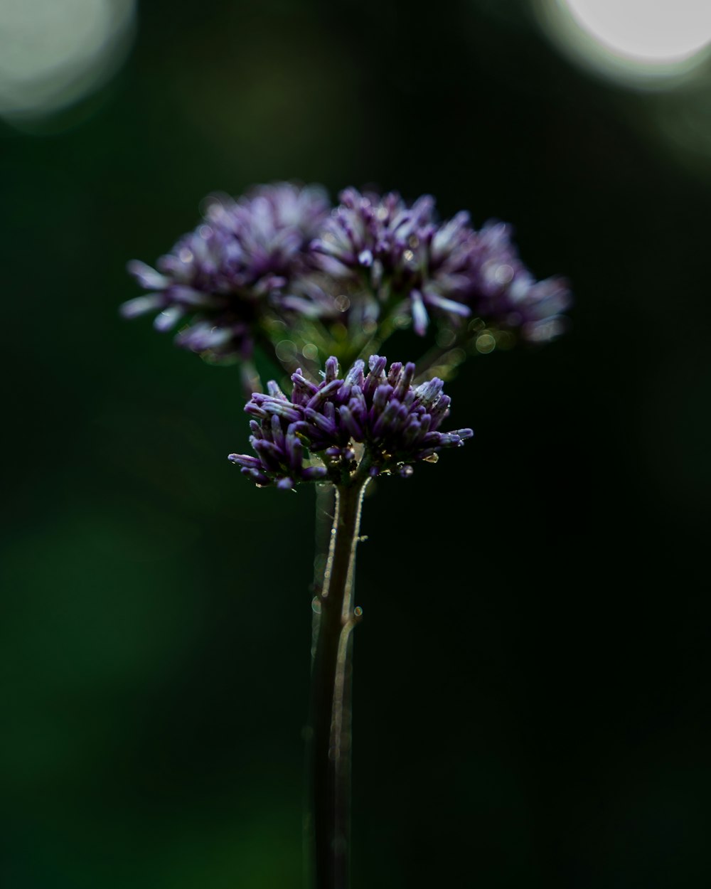 a close-up of a purple flower