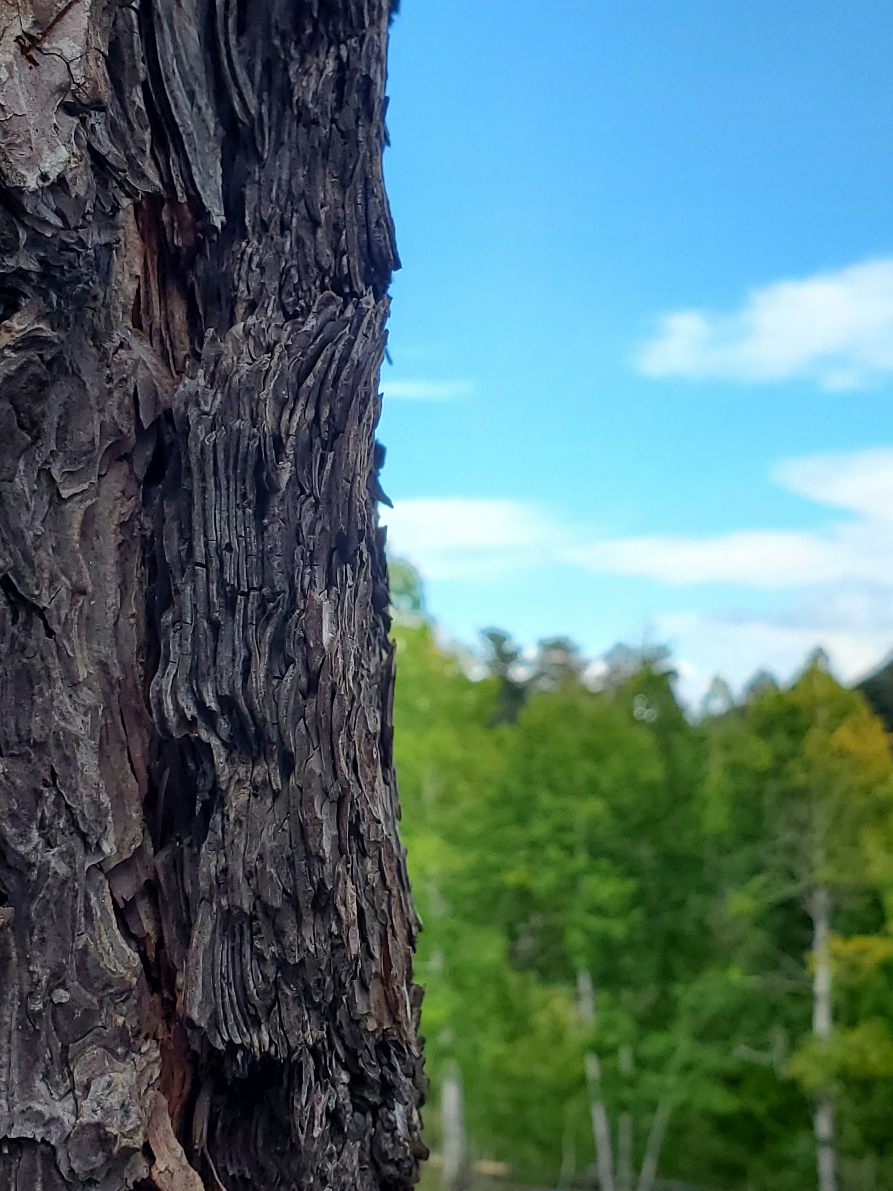 A tree trunk with trees in the background photo – Free Tree trunk Image ...