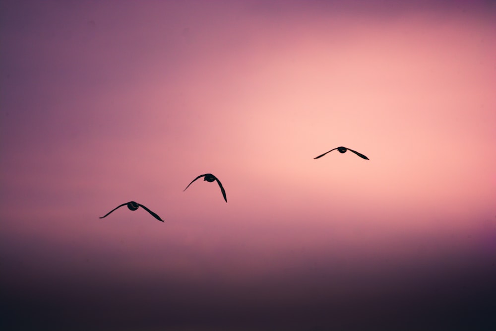 birds flying in the sky