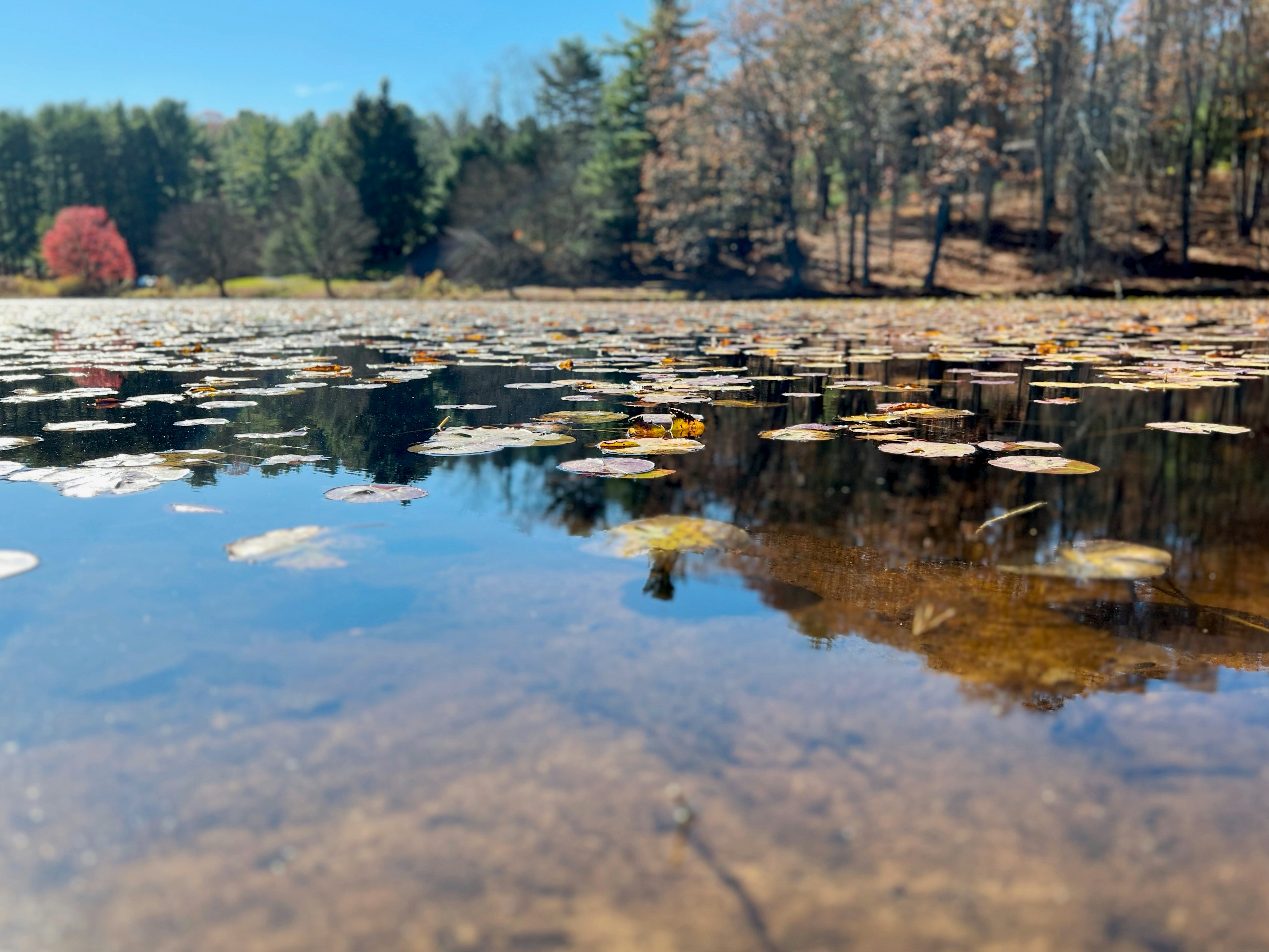 a body of water with trees around it