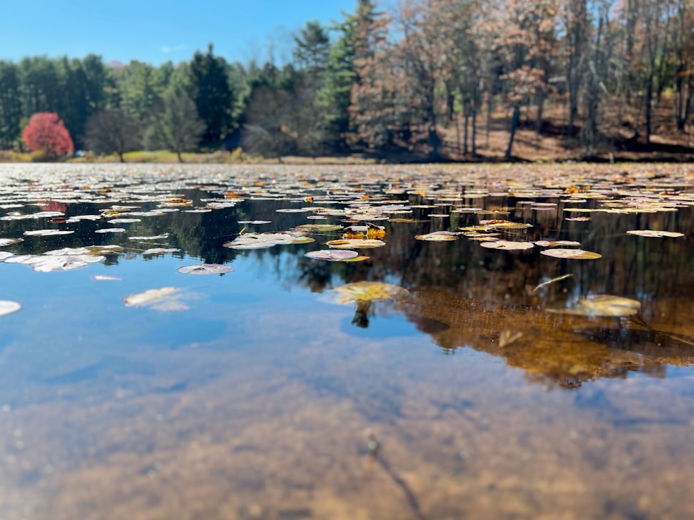 a body of water with trees around it