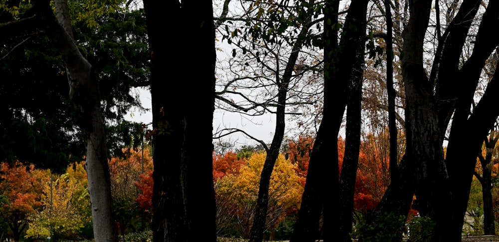 a forest of trees