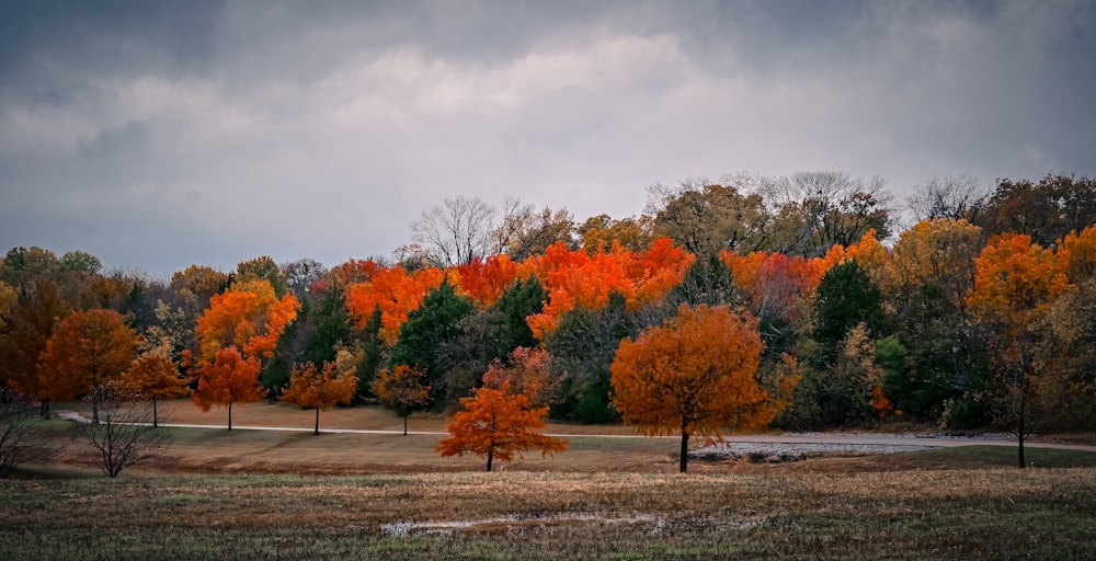 a group of trees with orange leaves