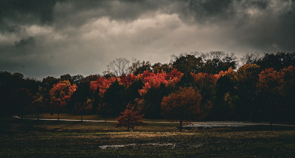 a group of trees with red leaves