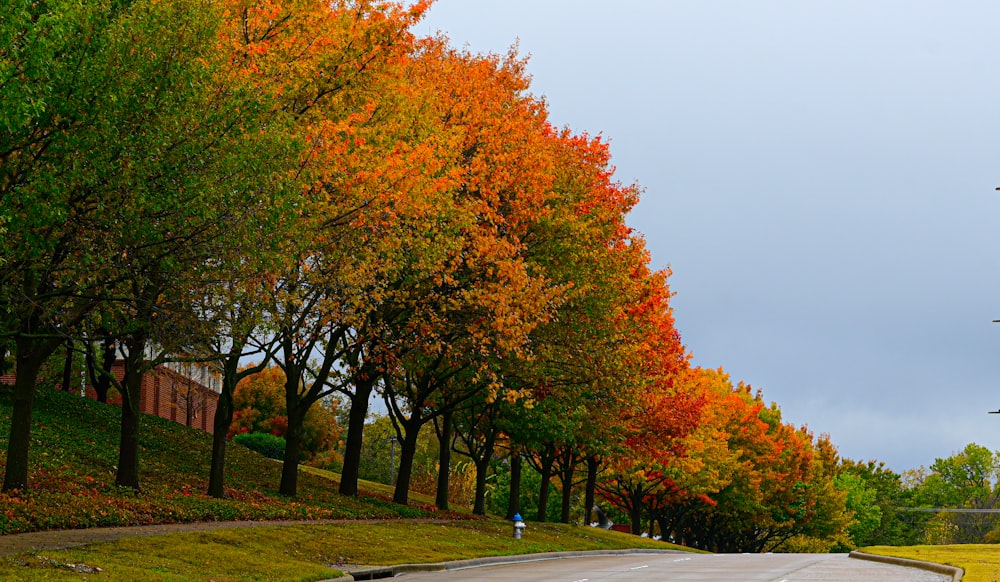 a road with trees on the side