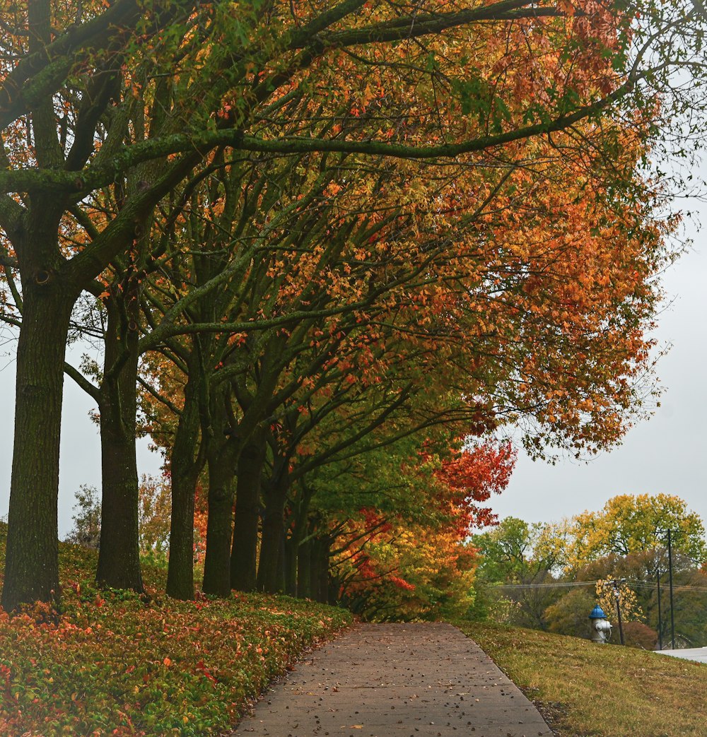 a path with trees on either side