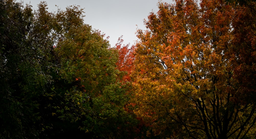 a group of trees with orange leaves