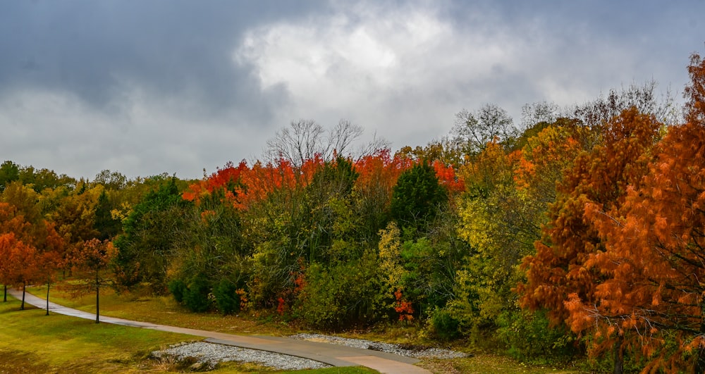 a road with trees on the side