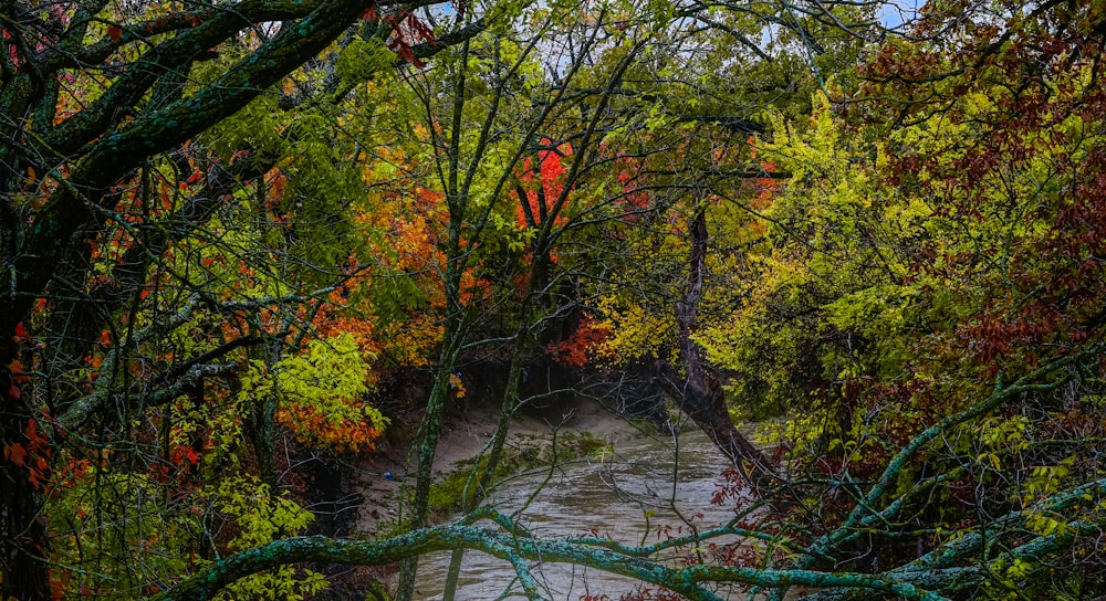 a river in a forest