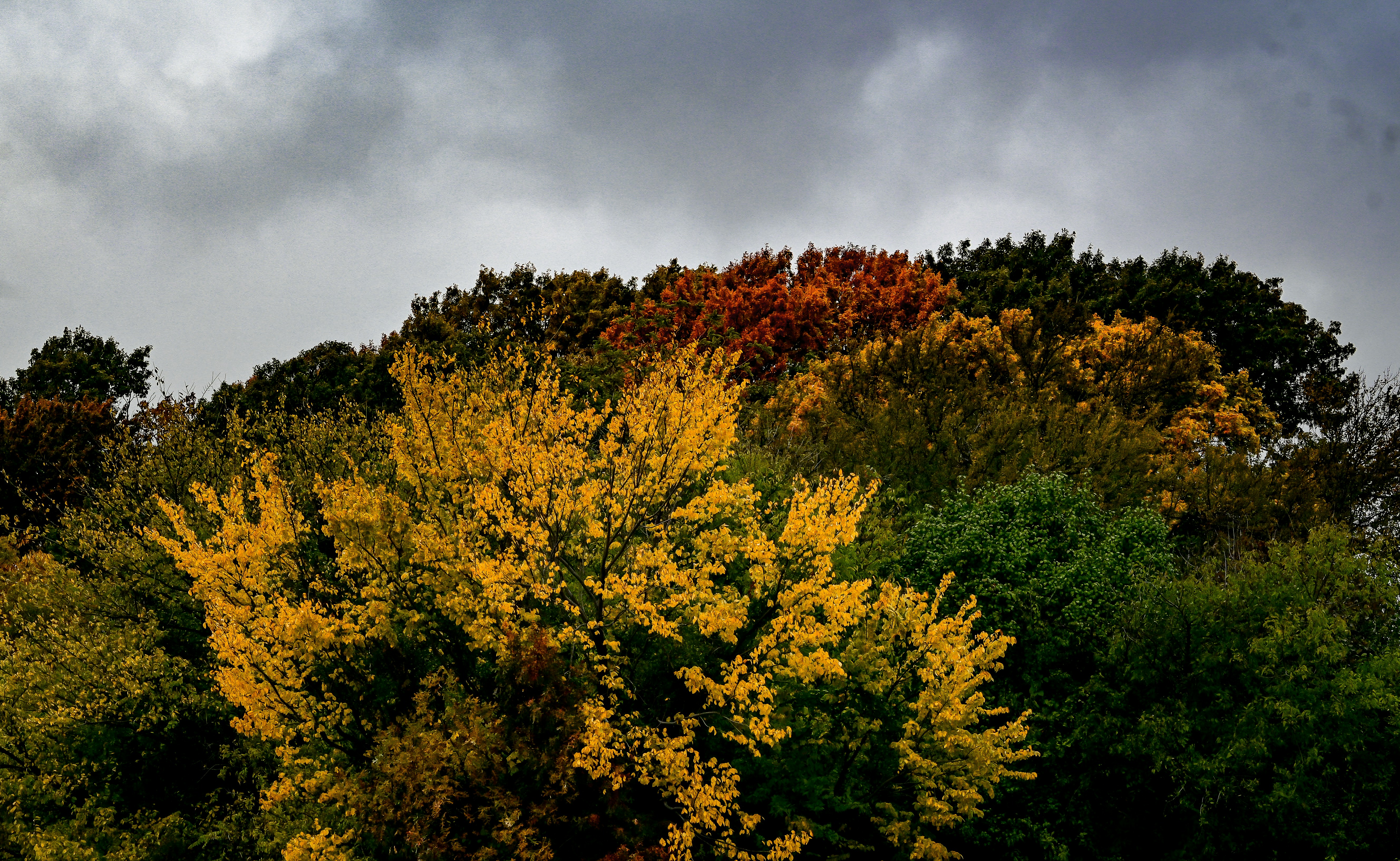 un grupo de árboles con hojas amarillas
