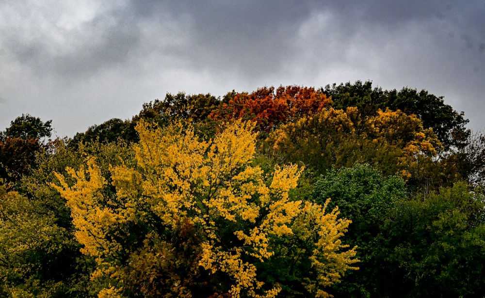 a group of trees with yellow leaves