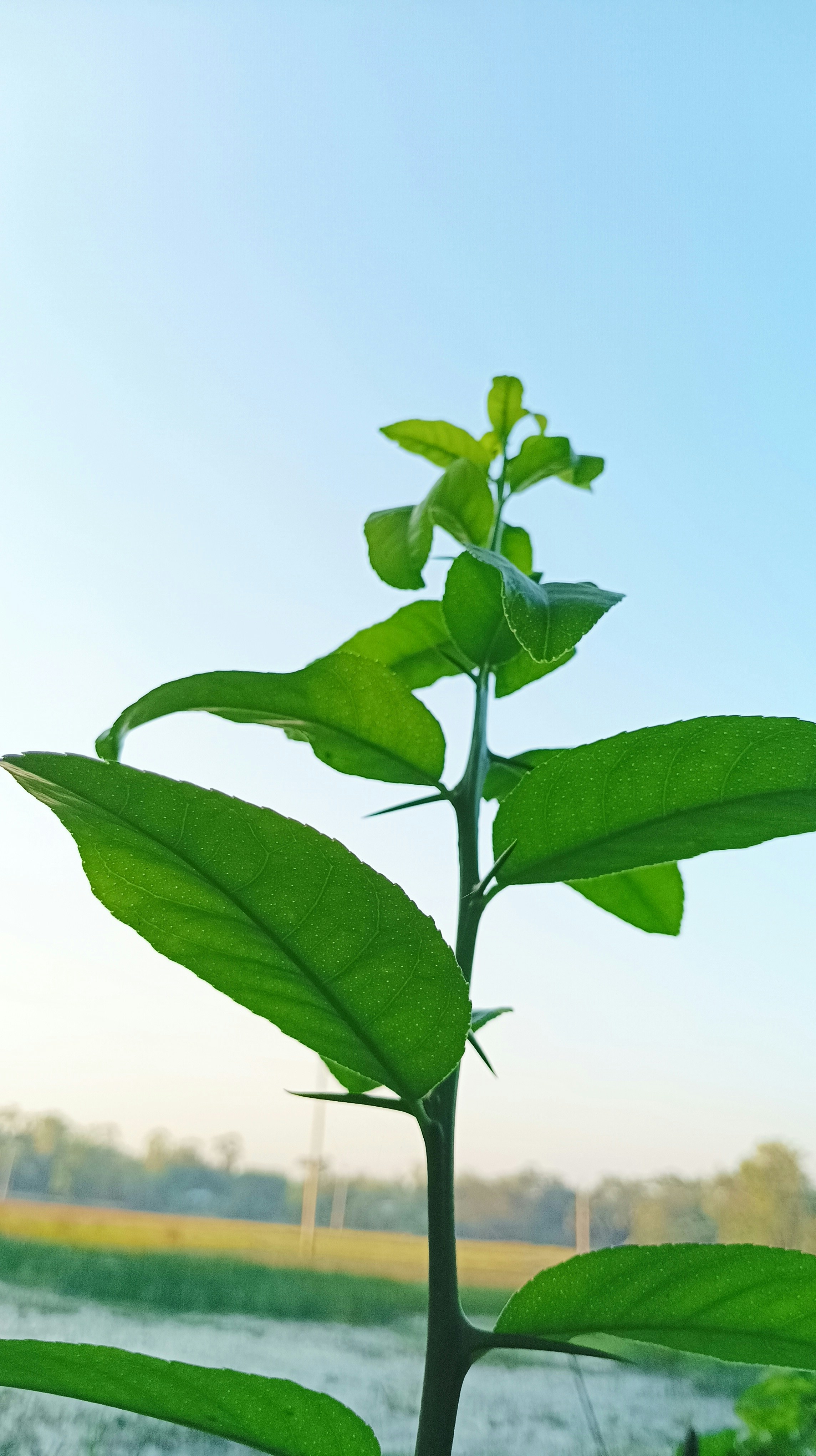 Photo by tobarakhossain