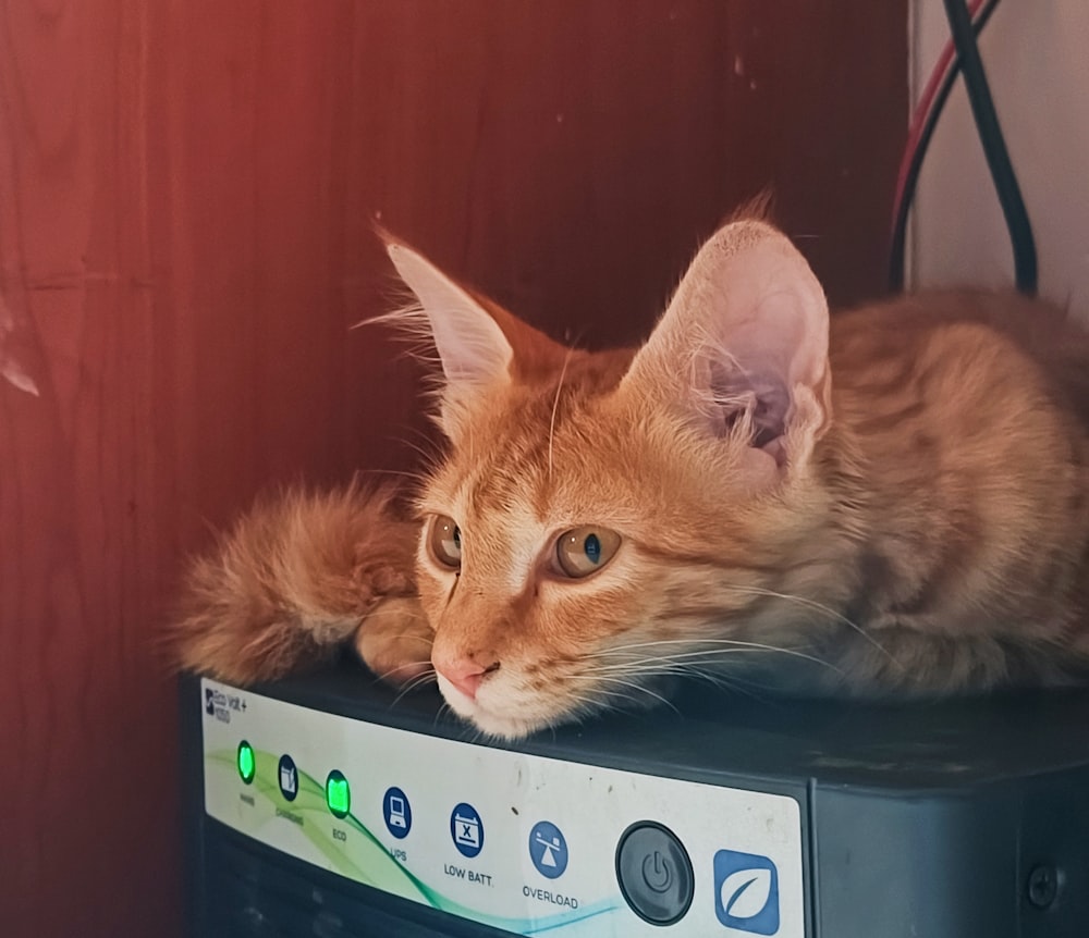 a cat lying on a weighing scale