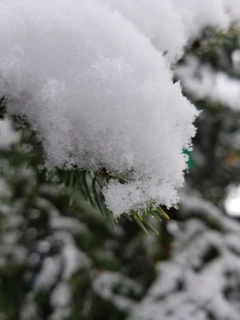 A serene close-up of fresh snowflakes resting delicately on pine needles under soft morning light.