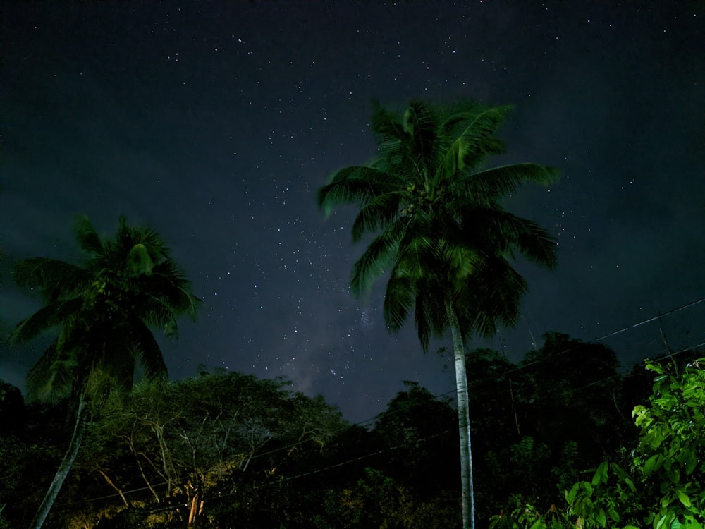 a group of palm trees at night