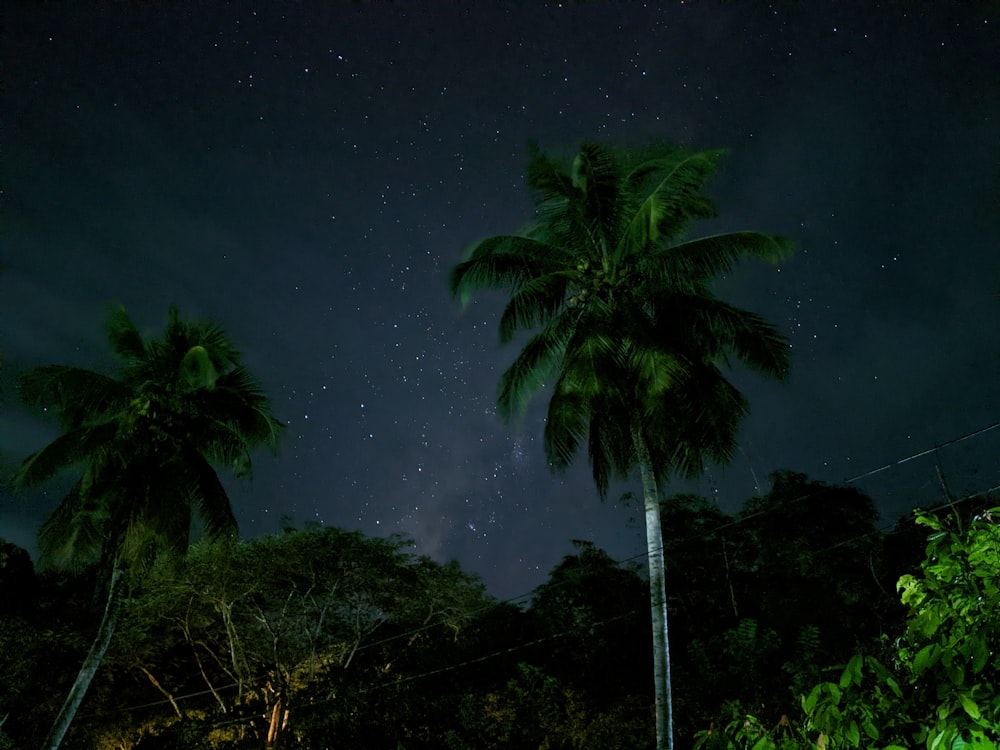 夜のヤシの木のグループ