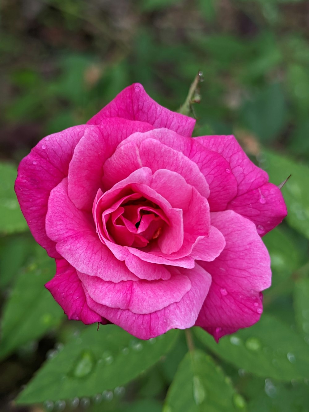 a close up of a pink rose