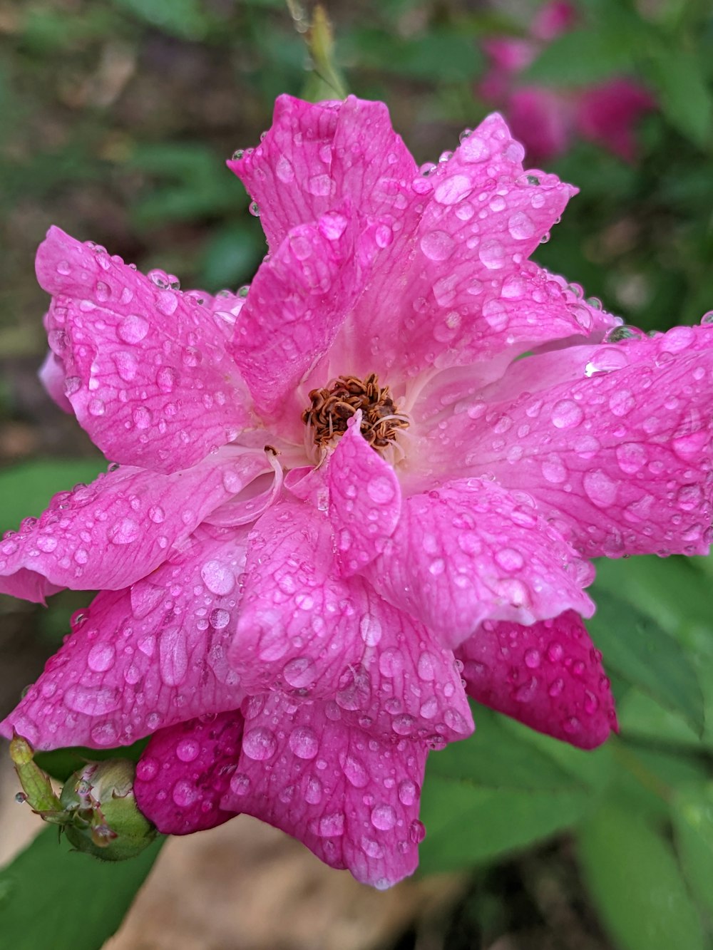 a bee on a pink flower