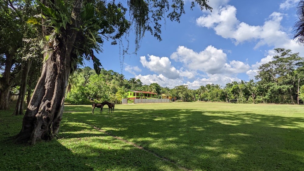 a horse in a field