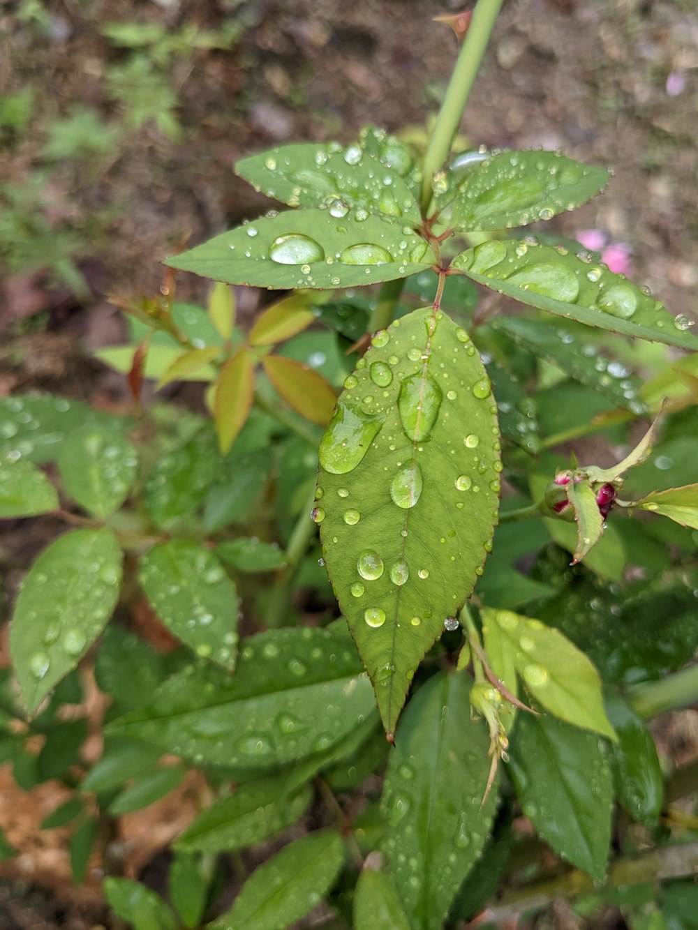 a close up of a green plant