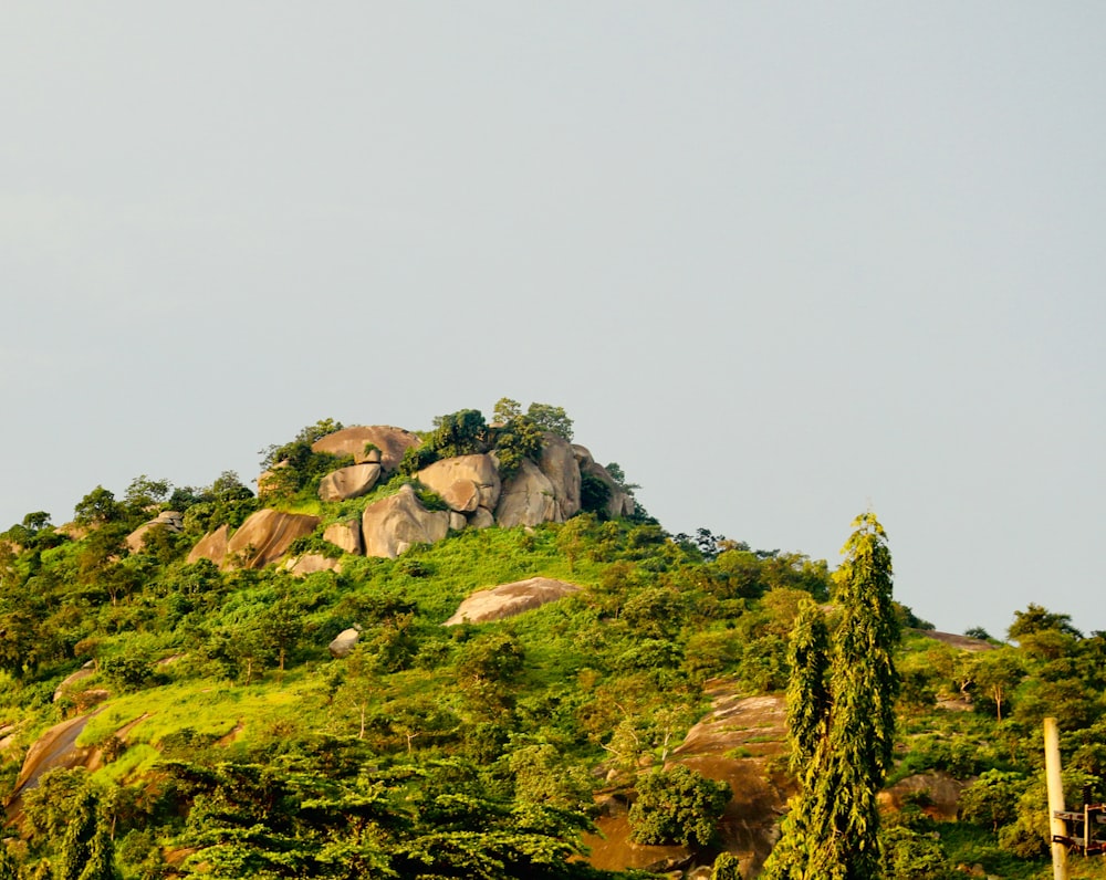 a rocky hill with trees