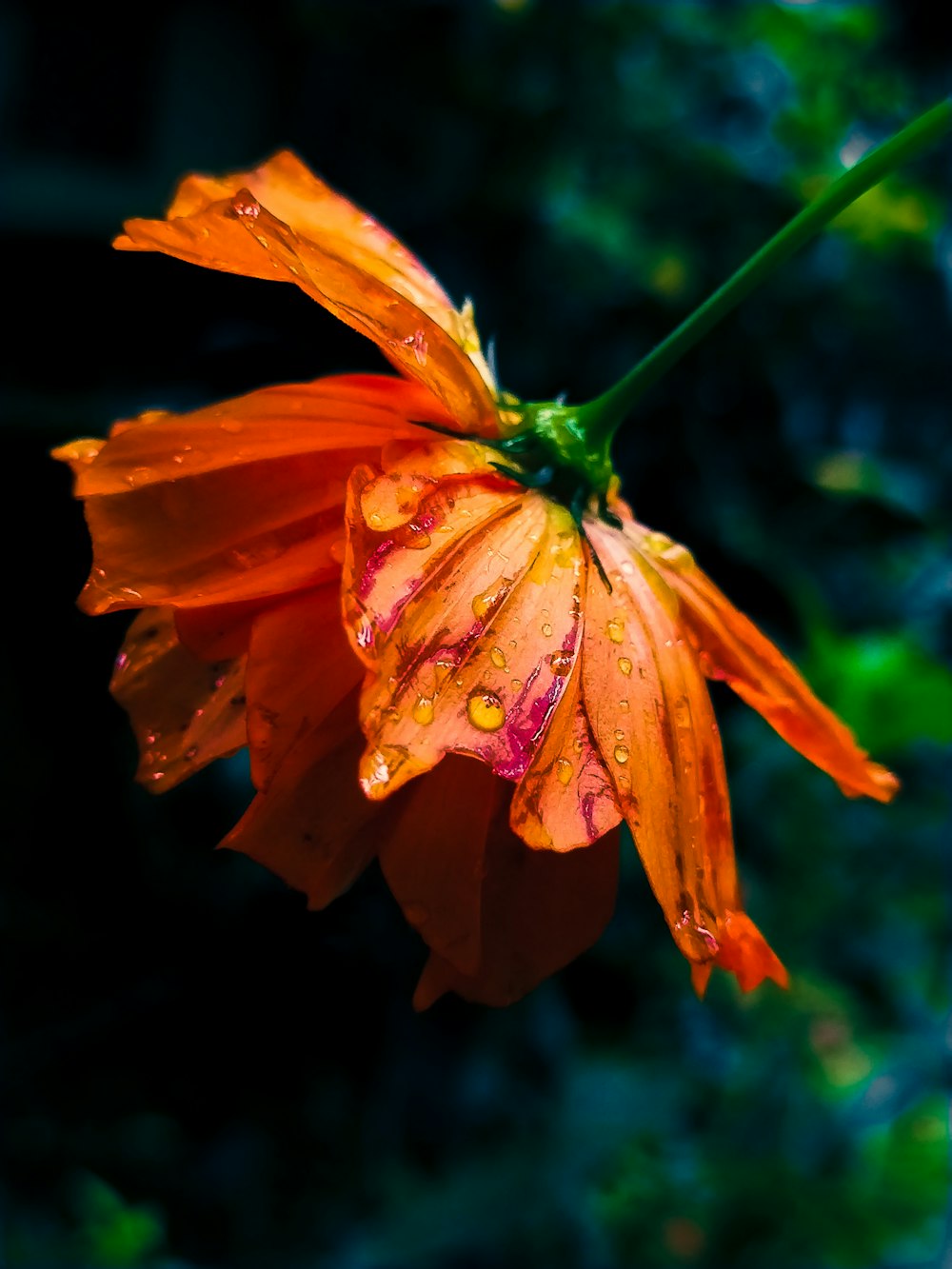 um close up de uma flor