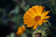 a yellow flower with green leaves