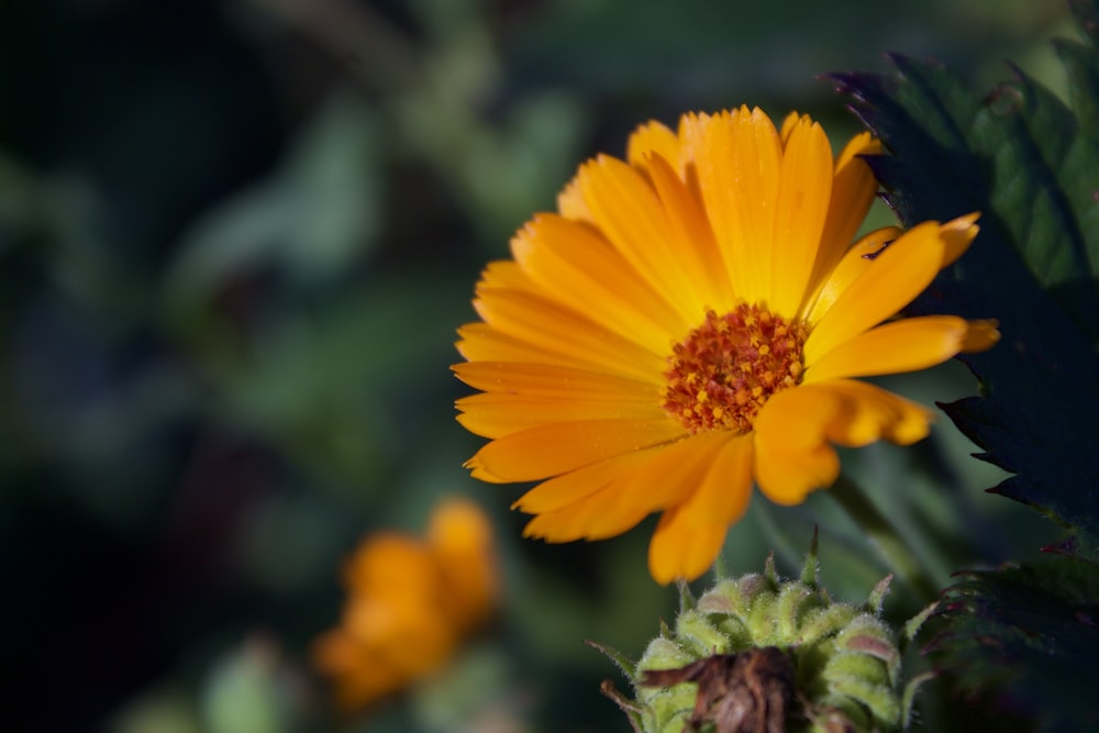 a yellow flower with green leaves