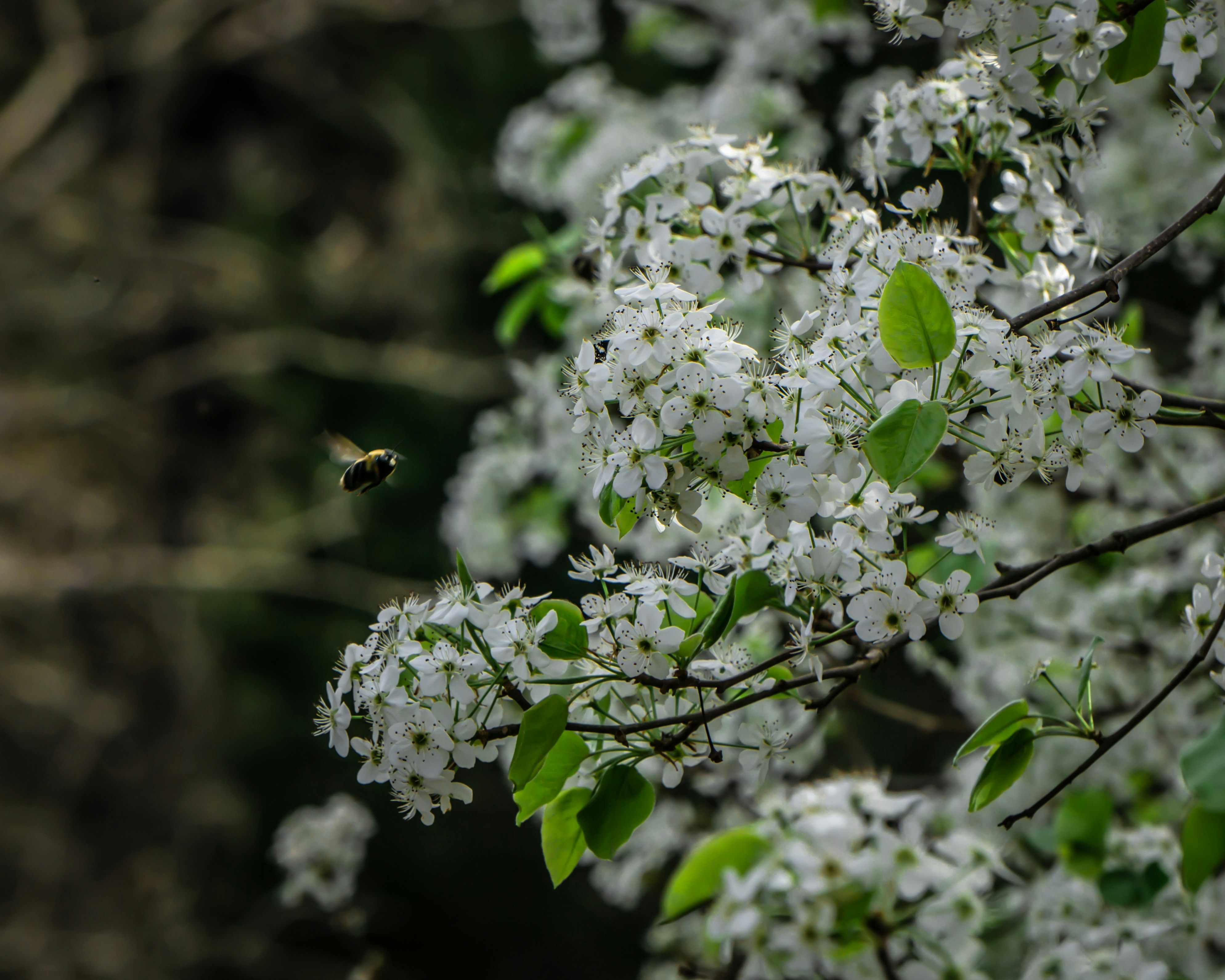 Photo by elenacadams