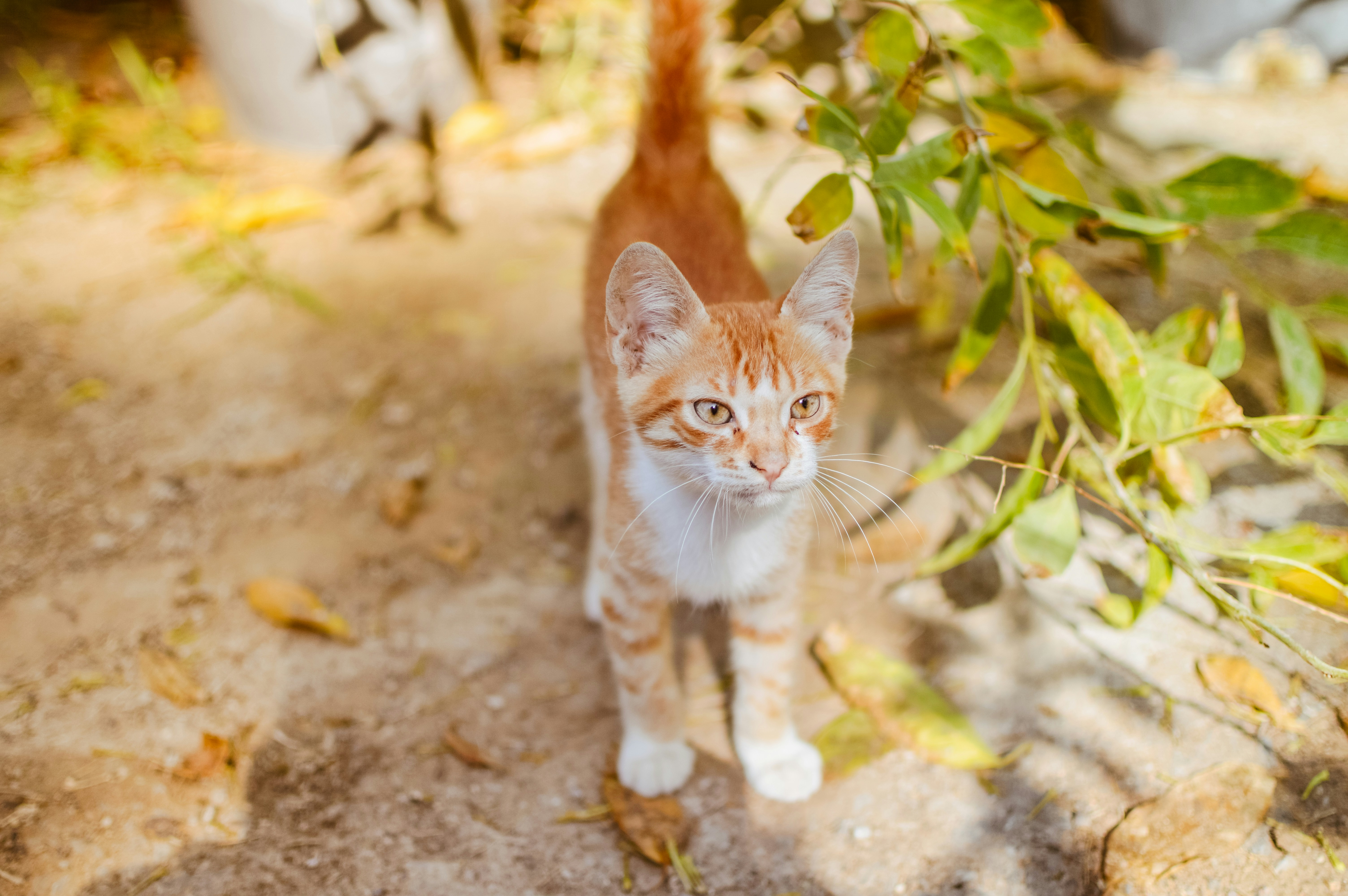 Photo by chermitovee