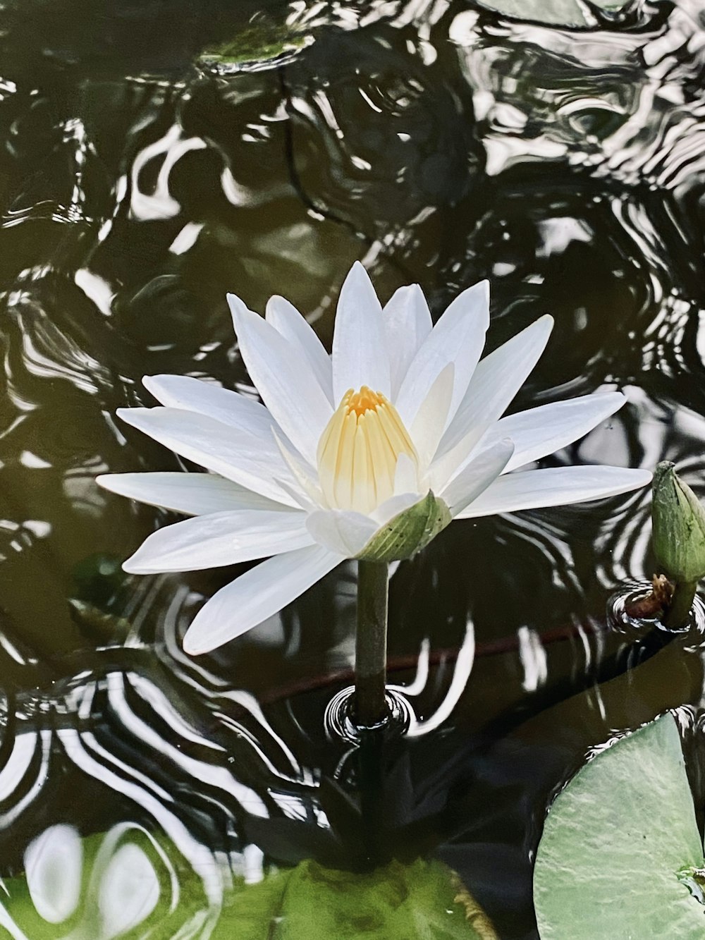 a white flower in a pond