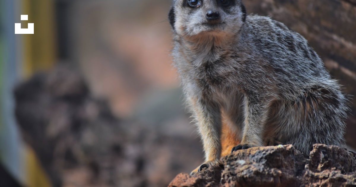 Foto Un pequeño animal parado sobre una roca – Imagen gratis en Unsplash