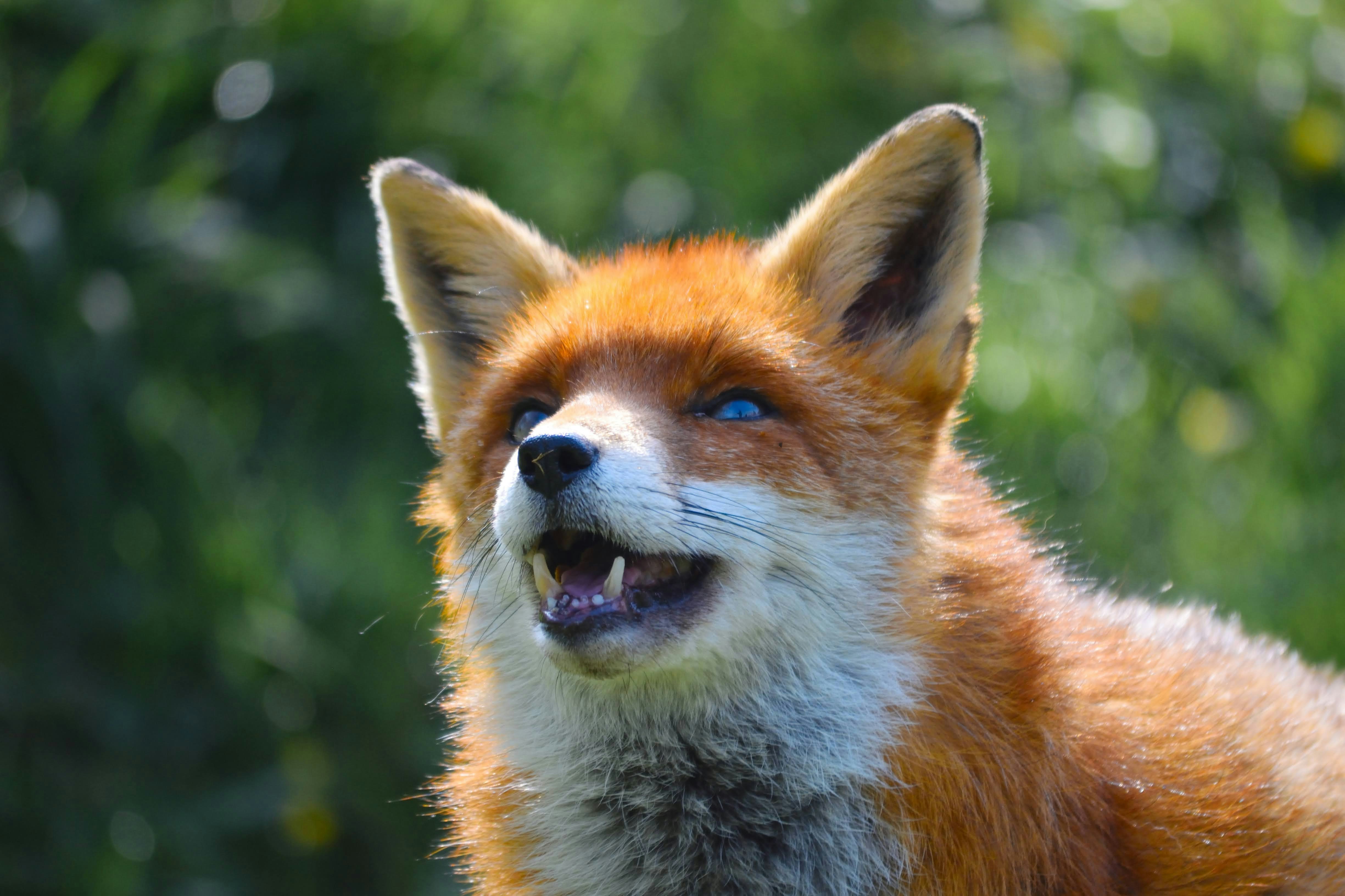 Fox with mouth open