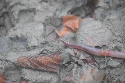 An earthworm is partially visible on a forest floor covered with fallen leaves and soil. The background is composed of decayed brown leaves and moist dirt.