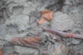 An earthworm is partially visible on a forest floor covered with fallen leaves and soil. The background is composed of decayed brown leaves and moist dirt.