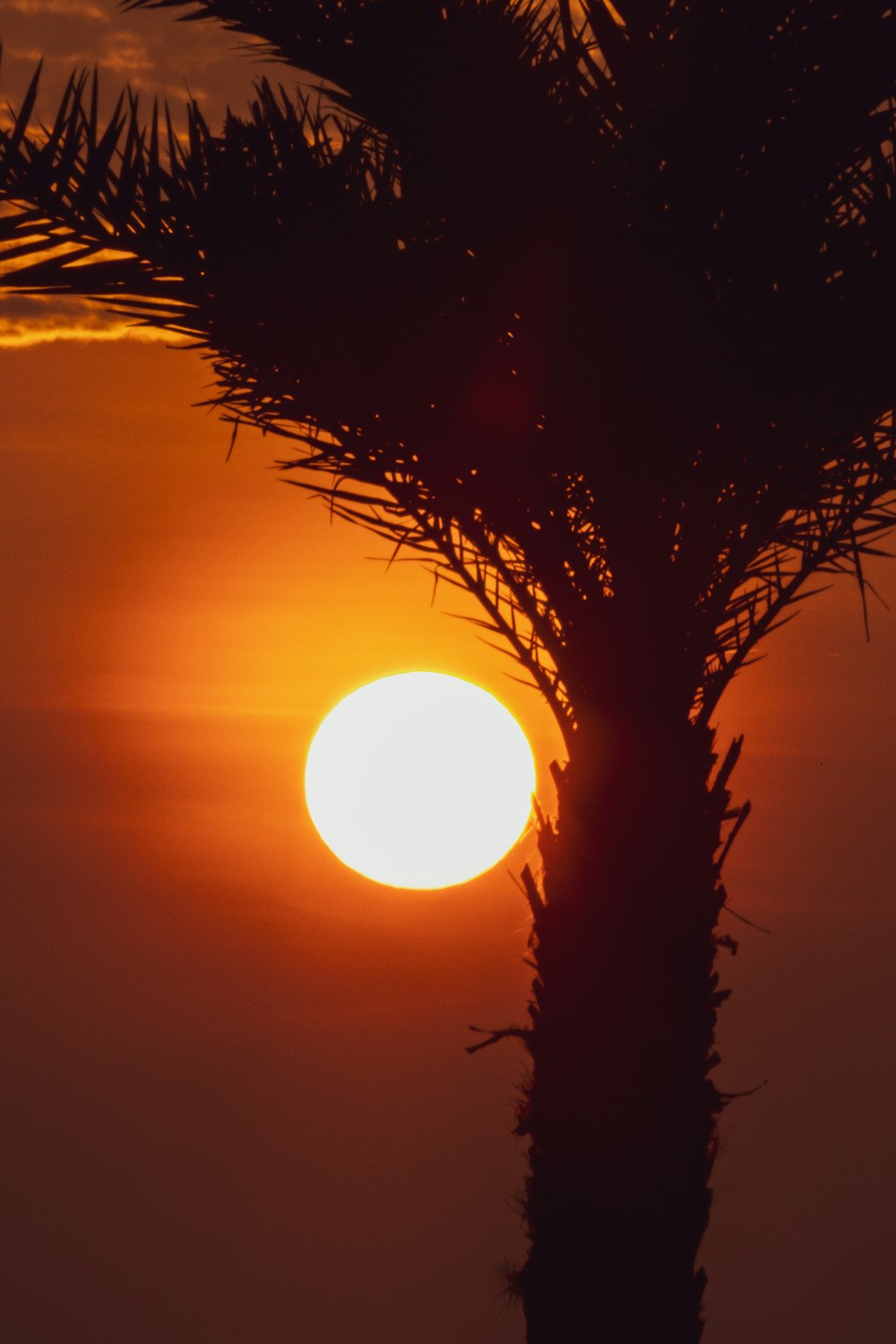 a tree with the sun behind it