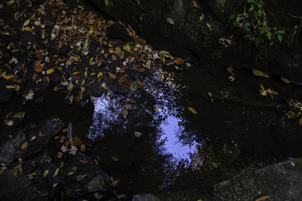 a stream of water with leaves on the sides