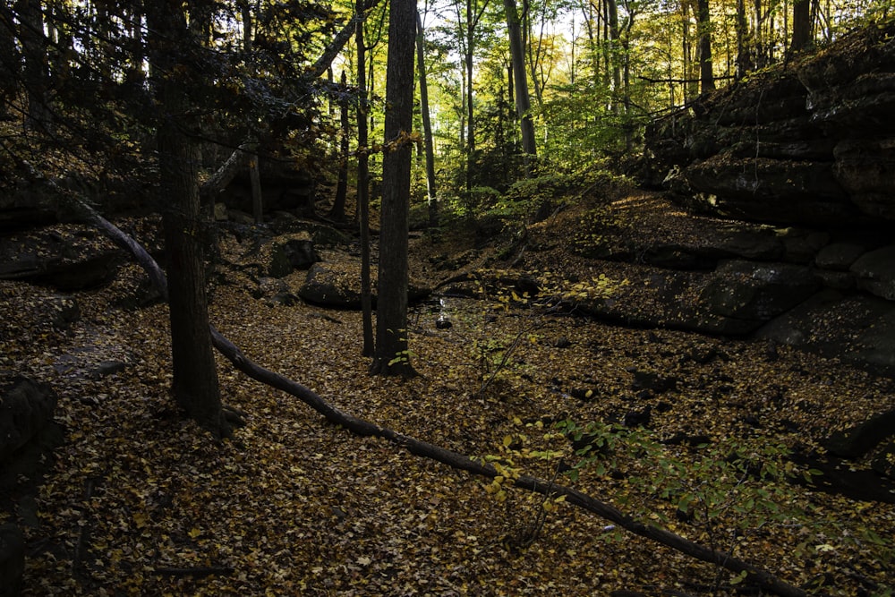 a forest with trees and rocks