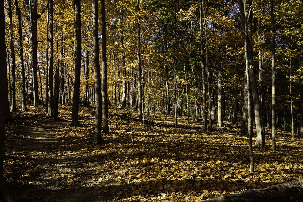 a forest of trees