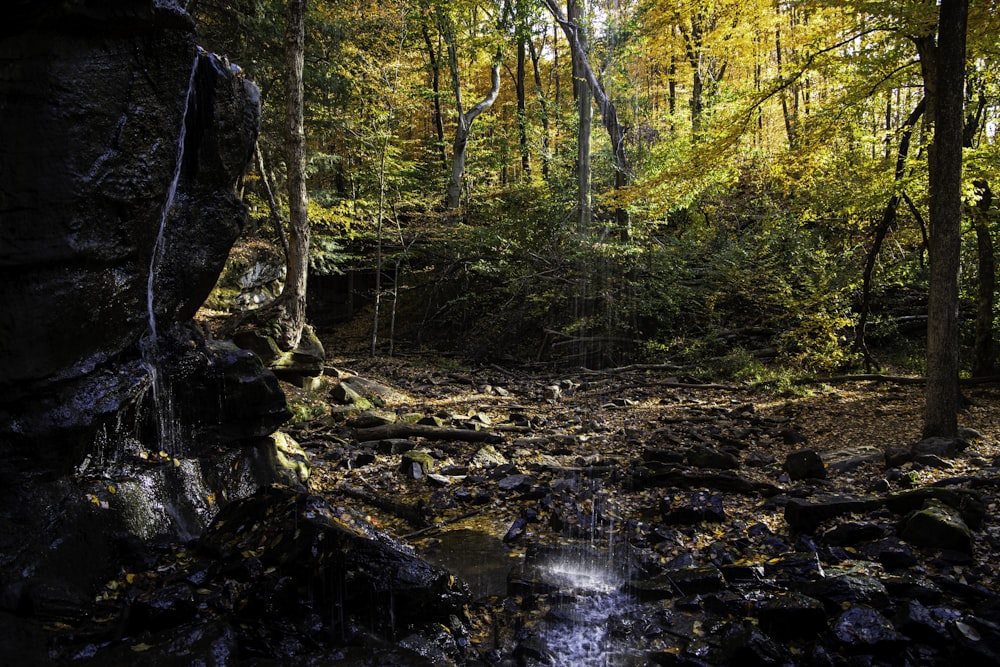 a creek in the woods