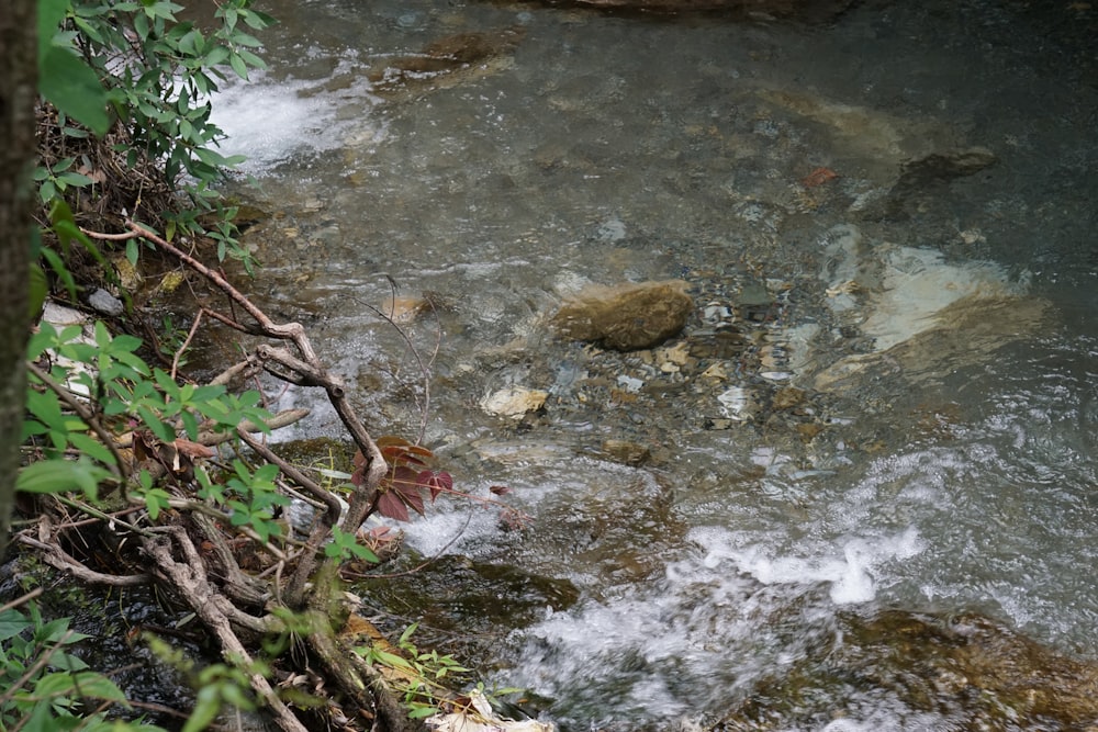 a small river with a small waterfall