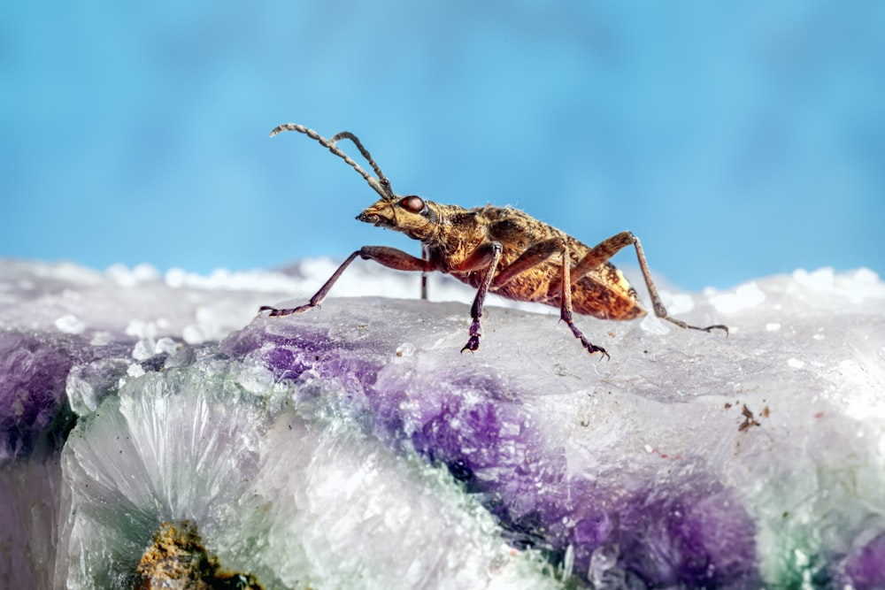 a large insect on a rock